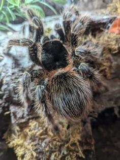 0, 1 Lasiodora parahybana