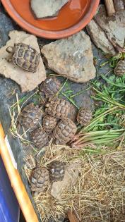 Maurische Landschildkröten