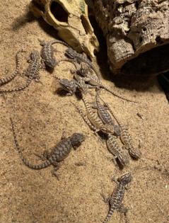 Bartagame Babys