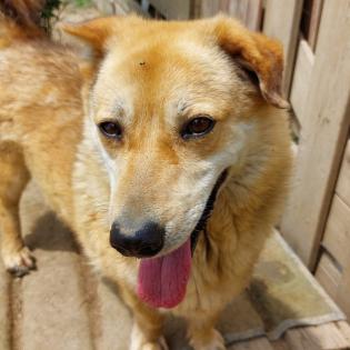 Narvi sucht ein Zuhause