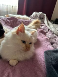 Liebevoller heilige Birma Kater
