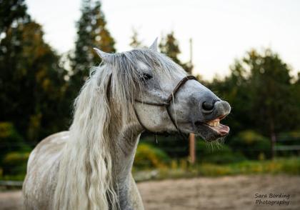 Reitbeteiligung an Traumpferd