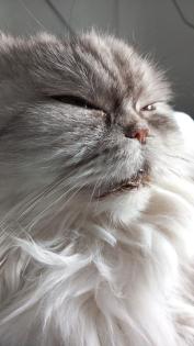 Perser - Maine Coon Coco