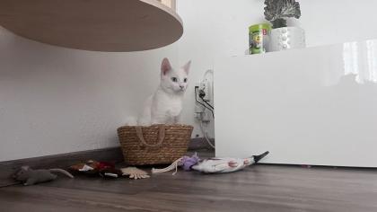Türkisch Angora Kater