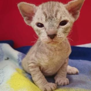 Süße Sphinx kitten