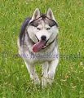 Siberian Husky