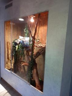 Grüner Leguan Terrarium zu verschenken