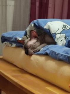 Don Sphynx Kater