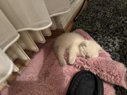 2 BKH/ Scottish Fold Mix Kitten