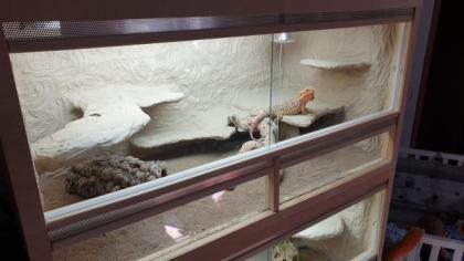 Bartagame mit Terrarium / Terrarium / Bartagame