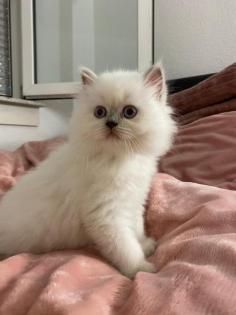 Perser Kitten