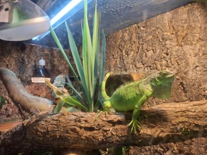 Grünen Leguan mit Terrarium