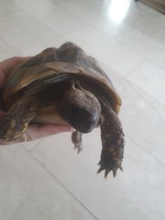 Griechische Landschildkröten w 2008