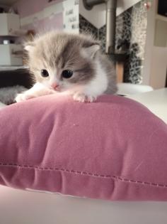 BKH Mix Kitten Preis gilt pro