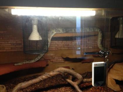 Königspython mit Terrarium