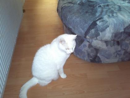 Kater kimba
