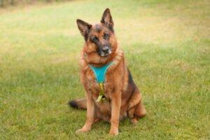 GUSTI - Schäferhund, männlich, 9 Jahre, 70 cm, 51 kg, Gechipt