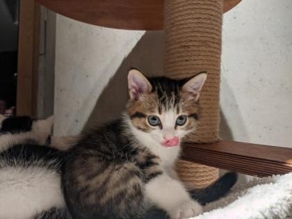 Selkirk Rex Mix Kitten