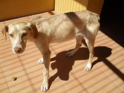 Findus sucht Zuhause