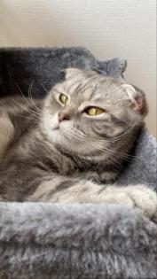 Bkh kater 5 jahre