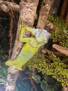 Leguan.