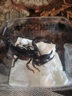 Heterometrus laoticus schwarzer Laos Skorpion