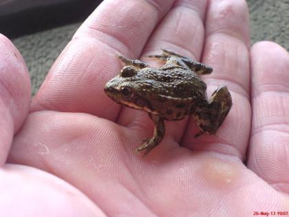 Kos Seefrosch Pelophylax ridibundus ssp.
