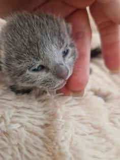 Russisch Blau Kitten mit Stammbaum