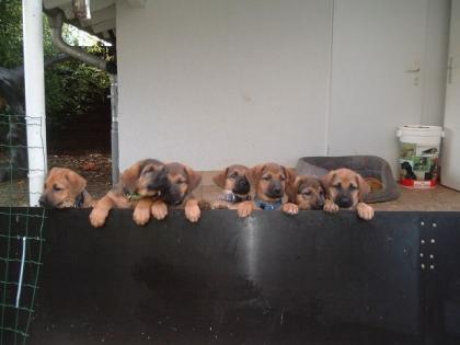 Rhodesian-Ridgeback/ Schäferhund Mischlinge