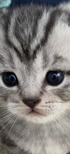 BKH- WHISKAS KITTEN
