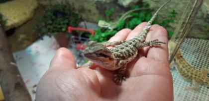 Bartagame Progona Viticeps 8 Wochen jung
