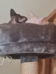 Canadien Sphinx suchen neues Zuhause