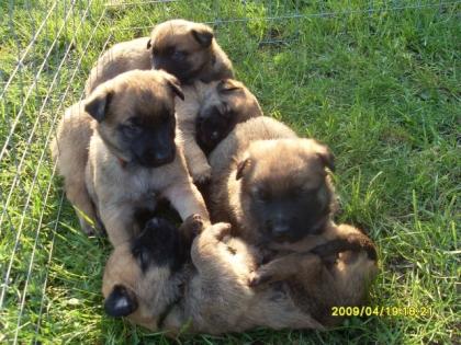 Malinois-Welpen zu verkaufen