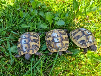 Griechische Landschildkrötenbabys