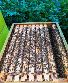 Bienenvolk Zandermaß Wirtschaftsvölker Karnika Carnica