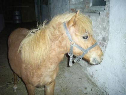 Kleines süßes Minipony