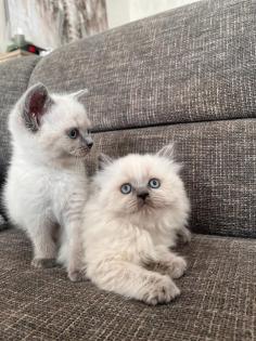 Britisch Kurzhaar Kitten