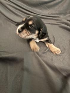 Beagle Cocker Spaniel Welpen