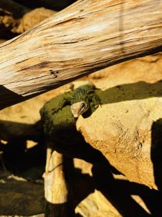 Stachelschwanzwaran Varanus acanthurus männlich, ca. 5 Jahre alt