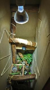 Stirnlappenbasilisk 0. 0. 2 Basiliscus plumifrons