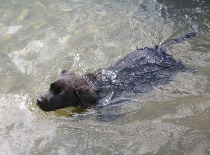 Labrador Retriever Welpen vom Sauboden FCI
