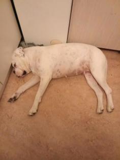 Hallo Liebe volle Boxer hündin leider weg geben aus persönlichGr
