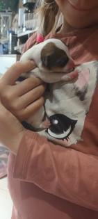 Jack Russel Terrier Welpen