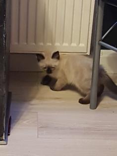 Reinrassige Balinesische Siam Kitten Langhaar, Selten