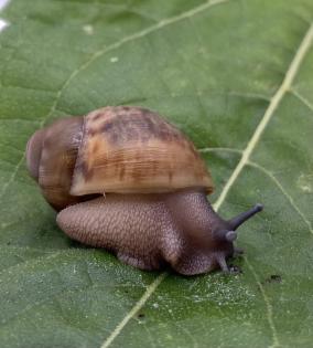 Marginata ovum Schnecken