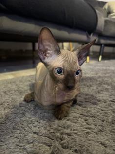 Super süße Can. Sphynx Kitten such ein Zuhause