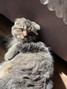 Deckkater Yumak