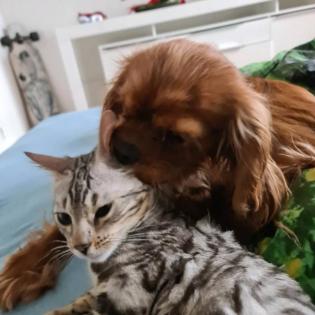 Jay jay Xxl Spottet Tabby Silber Bengaldame Zuchtzulassung 1. 5 Jahre alt