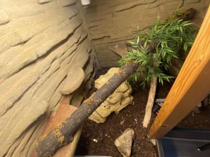 Komplett Terrarium mit 2 königspythons