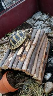 Griechische Landschildkröten Testudo hermani Nachzucht 2021 mit CITES